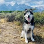 @tetonhusky