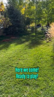 Doggy Playtime with my best friends is my favorite. HAPPY FRIDAY everyone! 

#huskylife #husky #dogs #dogsofinstagram #siberianhusky #huskyplay #outdoors