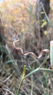 🍂🍁🧡~Walk in the Woods~🍂🍁🧡 
Deep Autumn edition: 
leaves have fallen and are composting; the earth is digesting our sorrow at summer’s loss. 

Gratitude is abundant for all we have survived in our hearts, families and communities.🧡 

I love this time of year, the harvest of our hard work is finally paying off; now it’s time to nestle for the winter, close and tight. With the leaves. Getting ready for our own burial story, it’s coming soon! ❄️ ☃️

#autumn #huskylife #husky #wyoming #huskylove #wyominglife #outdoors #outdoors #explore