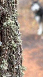 November’s Gratitude. Fall is deep as the forest digests; and seasonal winds bring hints of change. It’s the woods that speak to us; calling us to release and renew. A returning of sorts, to the weighted blanket that’s coming soon. The only way to prepare is to let go.

#november #husky #huskylife #wyoming #wyominglife #forest #autumn #seasons #change #trails #outdoors #explore