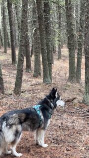 🎃💀Happy Haunted Halloween🕷️🕸️

Today we visited a real-life haunted woods, right in our own backyard! The winds whistled through the lodgepoles creating a beautiful eerie sound of “screaming” that mixed with the predatorial magpie… although this one seemed so interested in following our entire journey, trying to communicate something.  Not sure what it was, other than it must be our magpie friend from the front yard.

Magpies and Huskies remind me of the Raven and Wolf relationship; so now I’ll have to do a post about that.

Hope everyone had a happy and safe Halloween weekend! 

#husky #huskylife #hauntedforest #haunting #haunted #halloween #hallowed #wyoming #wyominglife #huskylove #magpie #adventure #outdoors #explore #dogsofinstagram