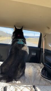 🐾🐺💞Look what’s happening to our family?! A friend for Kenai has come into our life! We are so excited for this precious girl to find a home and become part of a pack with Kenai💗🐺🐾

Kenai has welcomed her with open arms and we are overjoyed to grow our family by another husky. 

#husky #huskylife #huskylove #dogs #dogsofinstagram #wyoming #wyominglife #adventure #pack #packlife