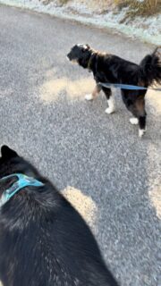 🐾🐺♥️Keyah’s first hike with the pack!!♥️🐺🐾 she had a blast. Still in training till she’s off leash; but she is a quick learner and wants to fit in so bad. We can’t wait!! She’s doing great!!

#husky #huskylife #huskylove #dogs #wyoming #wyominglife #adventure #outdoors #dogs #dogsofinstagram