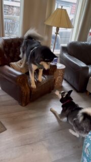 🐺🐾💥After we go hiking every day, Keyah comes home and does Zoomies all over the house; up and and down 3 stories ~ it’s so hilarious ~ but we believe she is so happy to have these adventures every day so she’s expressing her joy before napping till her next walk 💥🐺🐾 

#husky #huskylife #huskylove #adventure #dogs #dogsofinstagram