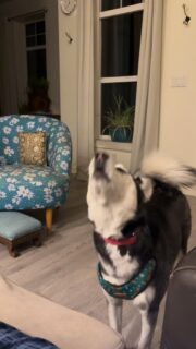 🐺🎶She sings the songs of her people 🎵🐺

#howl #howlatthemoon #howling #siren #huskyhowl #huskyhowling #husky #huskylove #huskylife