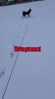 🎄🐺❄️☃️We’ve got snow! Just in time for the Husky Holiday Season!! 

It’s probably Keyah’s first time in the deeper stuff; so this is fun for her, she loves it!! Huskies thrive in the cold and can’t wait to play and run in the snowy fields and trails.

#huskylife #husky #huskylove #siberianhusky #wyoming #wyominglife #dogs #dogsofinstagram #adventure #outdoors #winter #winterwonderland